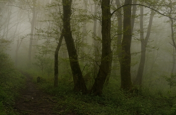 Nebliger Morgen / ***