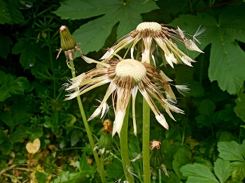 Nach dem Regen / ... sind die Pusteblumen gewaschen, nicht gepustet