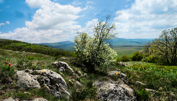 Frühling in den Ausläufern / ***