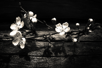 Kirschbaum / ***
