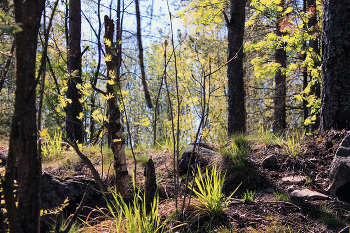 Morgen in den Wald / ***