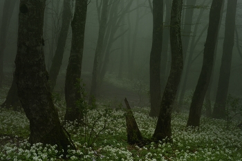 Nebliger Morgen / ***