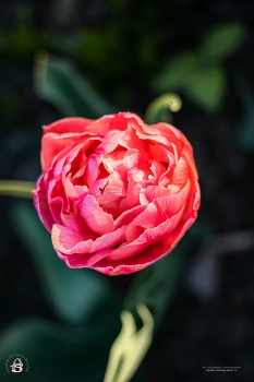 Tulpe / ***