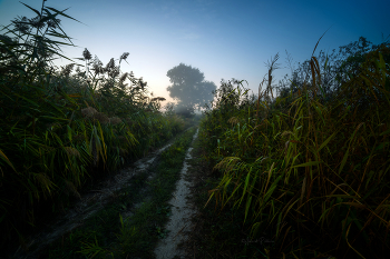 Sonnenaufgang im Wald / ***