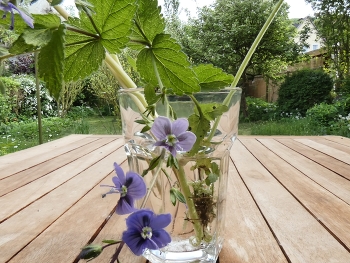 Auf dem Tisch / Steht ein Glas mit ein paar Blüten und Pusteblumen, da gehen viele Fotos...