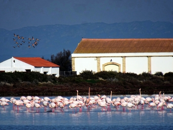 Delta de l'Ebre - Flamencs a la Llacuna de la Tancada - Montsià / Delta de l'Ebre - Flamencs a la Llacuna de la Tancada - Montsià
