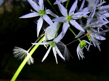 Löwenzahn trifft bär / Ein paar Samen der Pusteblume hatten sich in der Bärlauchblüte verfangen, 
Mit einer Taschenlampe hab ich das Licht dazu gebracht