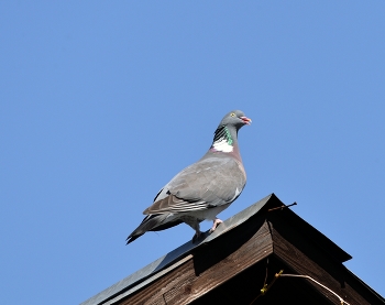 Ringeltaube / ***