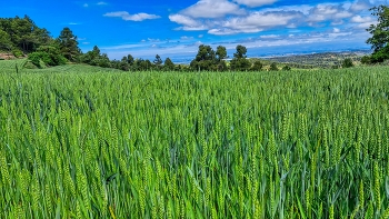 Els Omells de na Gaià - Blat - L'Urgell / Els Omells de na Gaià - Blat - L'Urgell