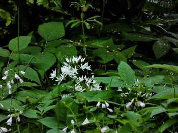 Bärlauchblüte / Der Bärlauch hat sich in meinem Garten ziemlich breit gemacht, immer wieder schön zu sehen