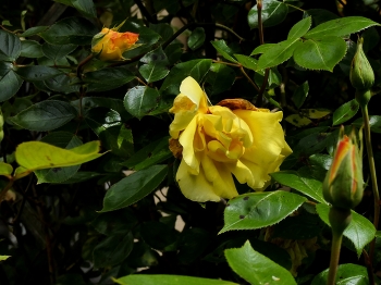 Kommen und gehen / Meine gelbe Rose blüht nonstop
