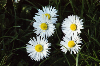 *Beautiful flowers / *I really enjoy taking pictures of flowers. I think these white flowers are very pretty and I'd like to share them with you.