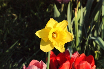 Beautiful flowers / Beautiful yellow flower.I captured the shadow of a flower in this photo and I want to share it with you.
