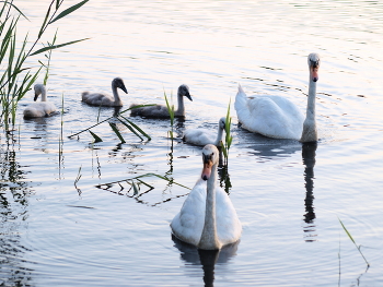 White swans / A beautiful photo of swans, I think you'll like it