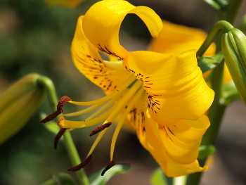Beautiful flowers / A very nice photo of a flower, maybe it will bring you some joy?