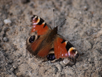Butterfly / A beautiful butterfly. Butterflies are also beautiful, and so small, yet they bring so much joy. Beautiful, colorful wings.