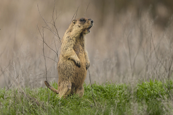 &nbsp; / ***