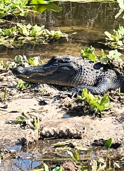 Smile / A sunbathing alligator in his natural habitat
