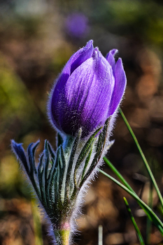 Pulsatilla Krim / ***