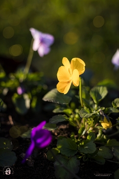 Pansy / ***
