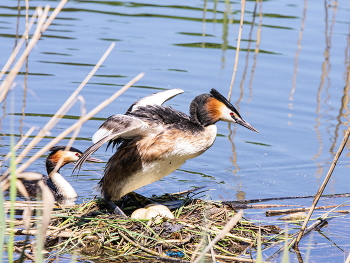 Familien / ***