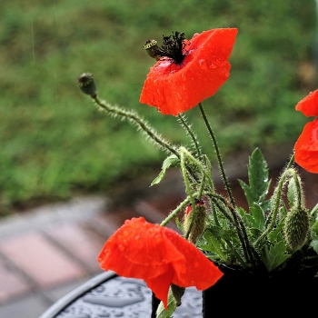 Mohn / ***