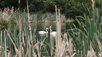 Old pond / ***