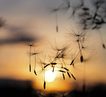 Fallschirmspringer / ***