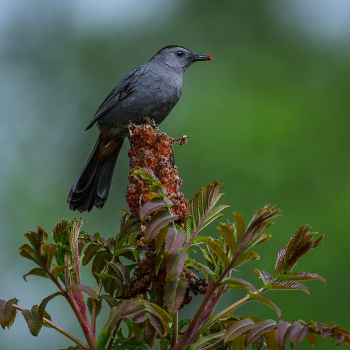Gray Catbird / Gray Catbird