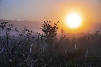 Nebel in der Morgendämmerung. / ***