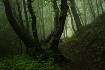 Nebliger Morgen / ***