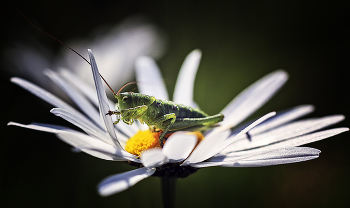 Über Grasshopper / ***