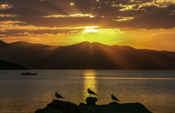 Petrel / ***