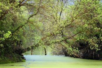Alter Teich ... / ***