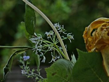 Bärlauch Samen / Aus der Serie auf dem Tisch, über zwei Wochen jeden Tag ein paar Fotos