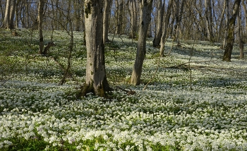 Morgen in den Wald / ***
