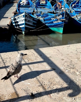 Birds and boats / Early sunset in a port town