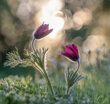 Bei Sonnenuntergang ... / ***