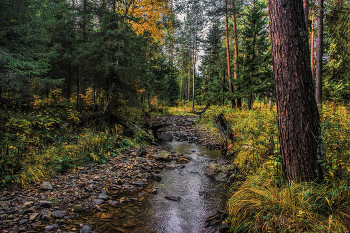 Forest River / ***