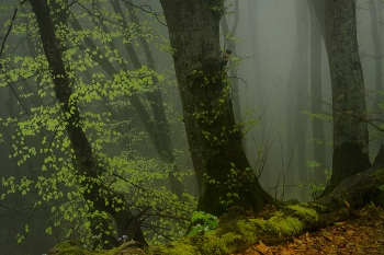 Nebliger Morgen / ***