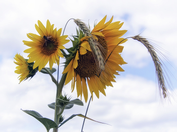 Sonnenblumen / ***