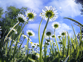 Mit der Sonne / ***