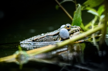 Frosch / ***
