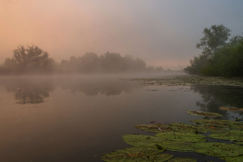Morgennebel. / ***
