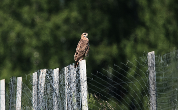 Bussard / ***