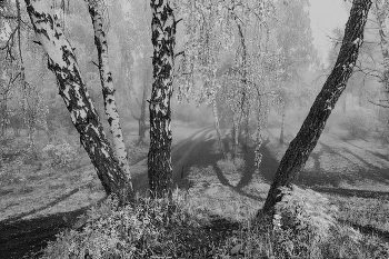 Abendnebel / ***