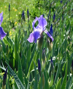 Iris / ***
