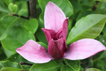 Magnolienbaum / ***
