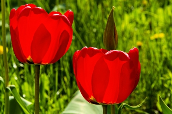 Symbol der Liebe. / ***