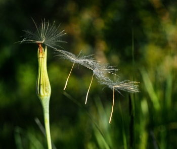 Tanzen / ***